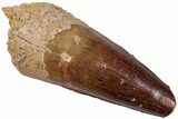 Fossil Spinosaurus Tooth - Real Dinosaur Tooth #310836-1